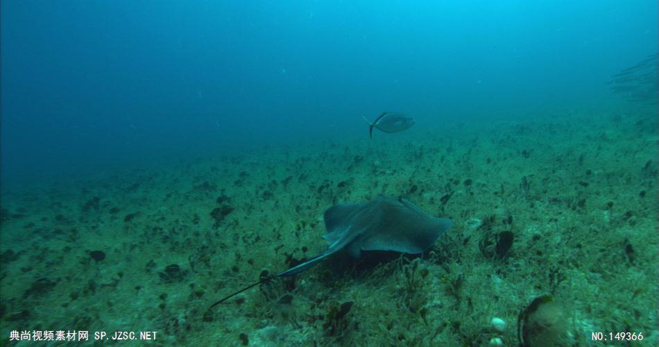 UN110H海底世界高清实拍视频素材合辑