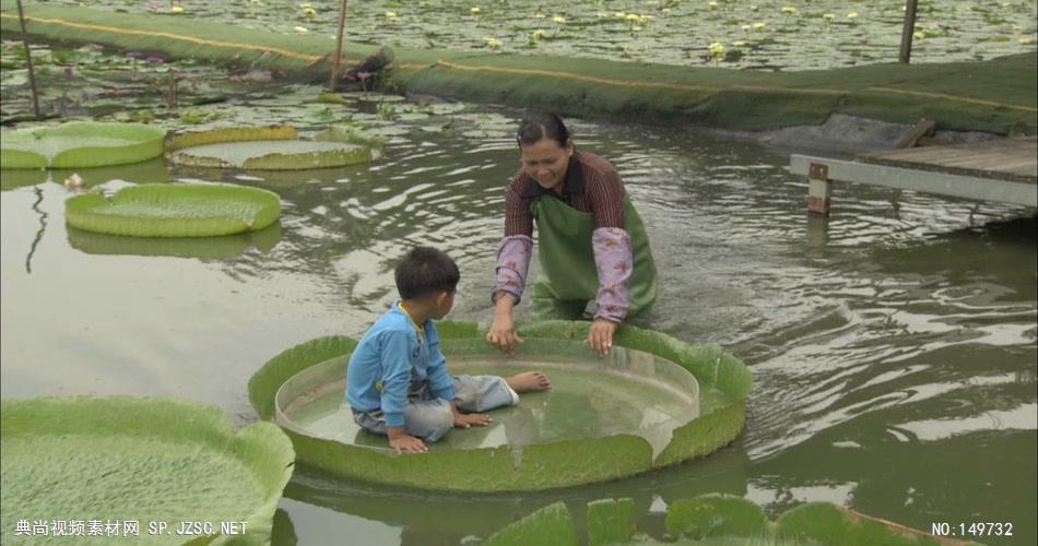 1104-睡莲和小孩 实拍视频素材