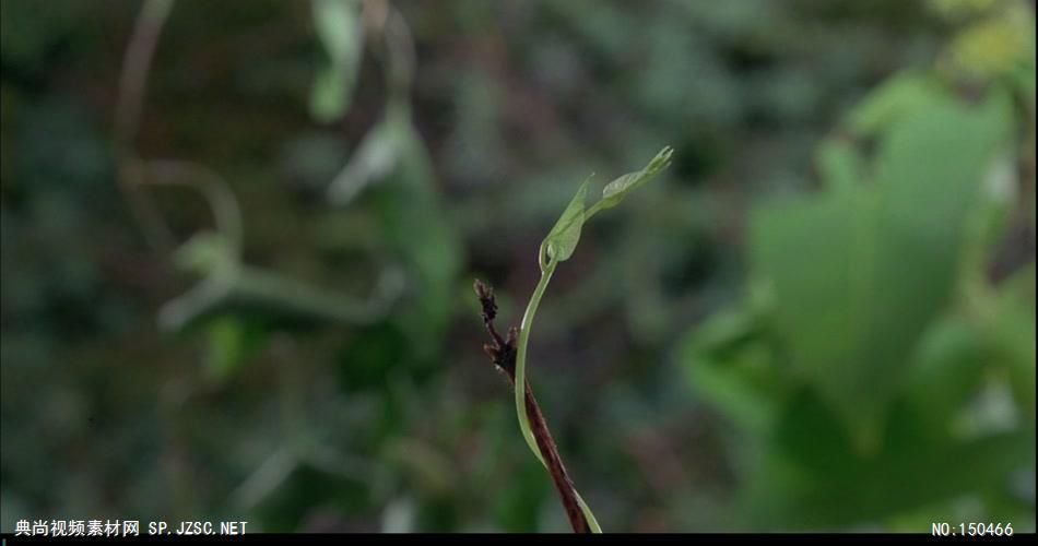 植物生长和花开放