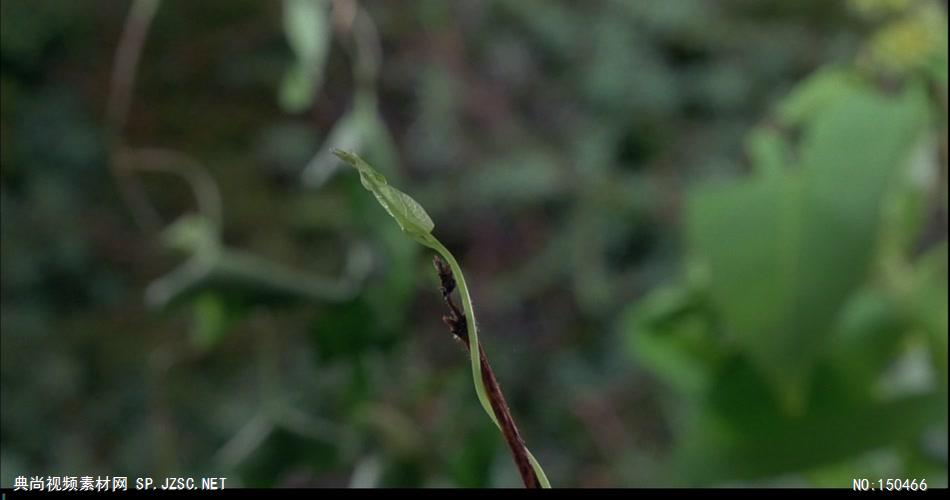 植物生长和花开放