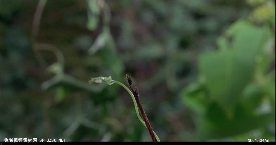 植物生长和花开放