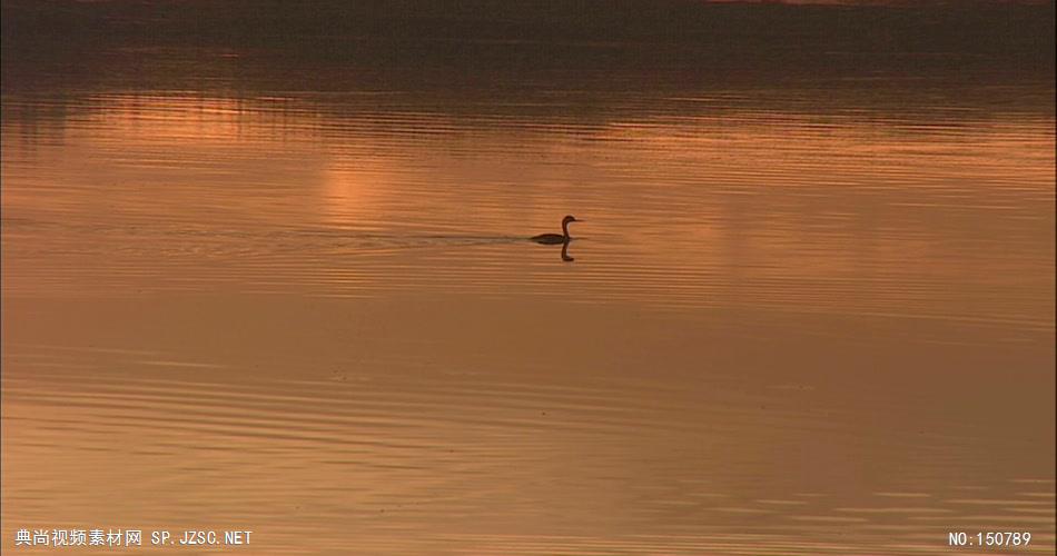 0773-夕阳下的自然风光2(水中有天鹅)-自然美景实拍视频