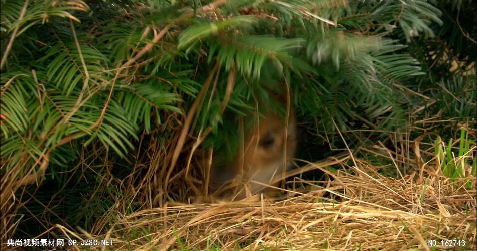 森林晨光中的野猪与猪仔中国实拍视频素材 视频下载中国实拍