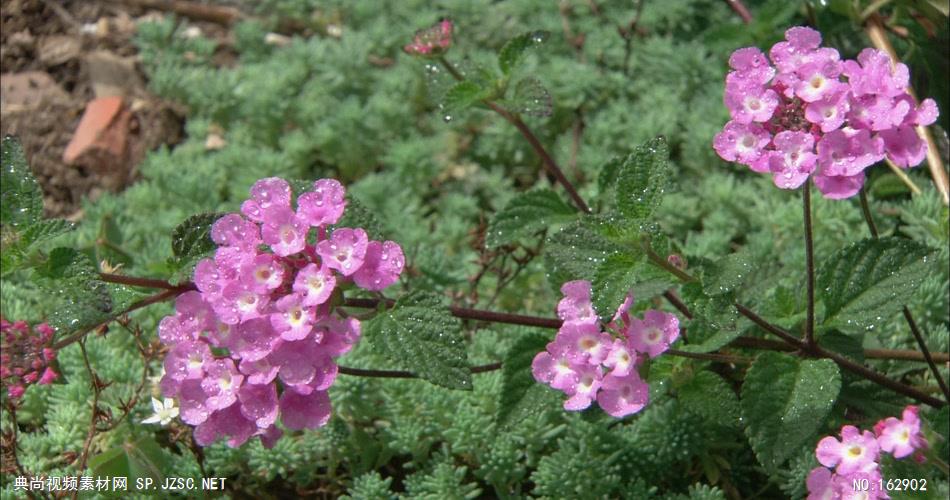 春色(繁花与昆虫)中国实拍视频素材 视频下载中国实拍