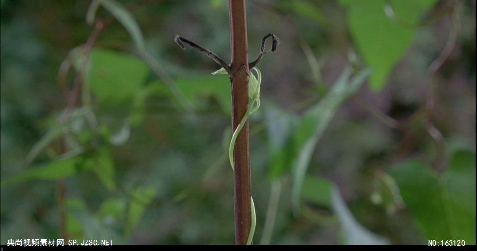 1073-各类昆虫清晨开始活动B 实拍视频素材中国实拍视频素材 视频下载中国实拍