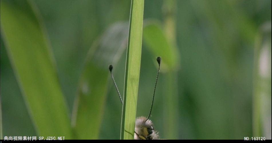 1073-各类昆虫清晨开始活动B 实拍视频素材中国实拍视频素材 视频下载中国实拍