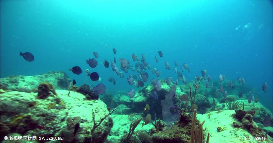 海底海浪深海斑斓海底1 led视频背景 视频素材动态背景