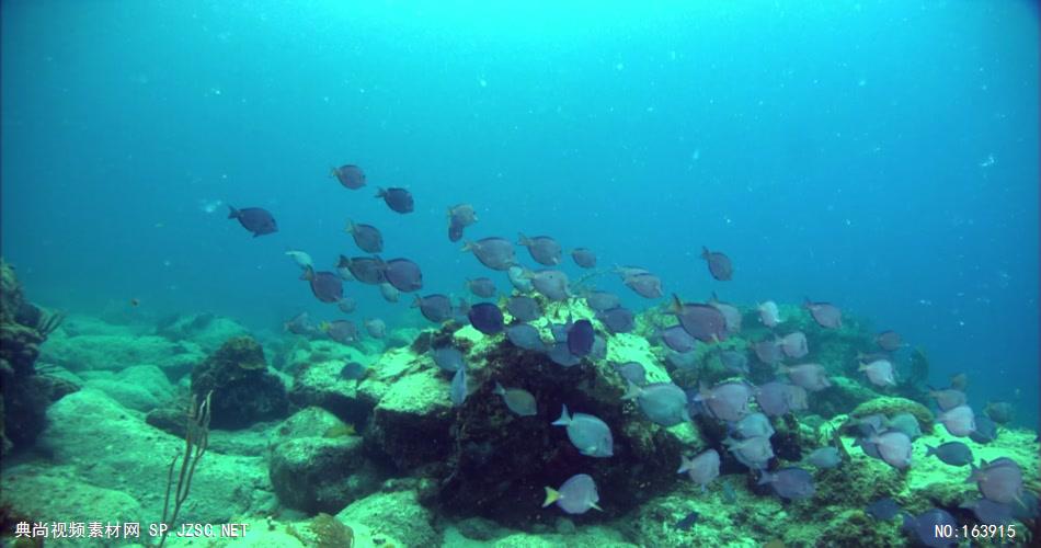 海底海浪深海斑斓海底1 led视频背景 视频素材动态背景