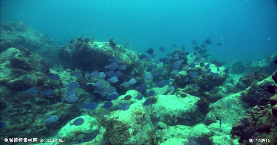 海底海浪深海斑斓海底1 led视频背景 视频素材动态背景