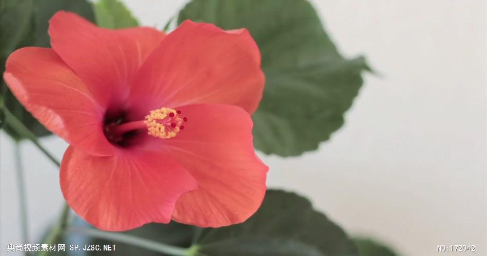 芙蓉盛开 Hibiscus In Bloom 高清视频全集_batchStoc Video高清视频素材下载 led视频背景 led下载