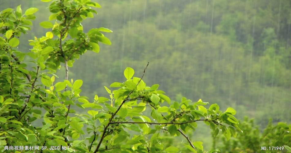 春天的雨 Spring Rain 高清视频全集_batchStoc Video高清视频素材下载 led视频背景 led下载