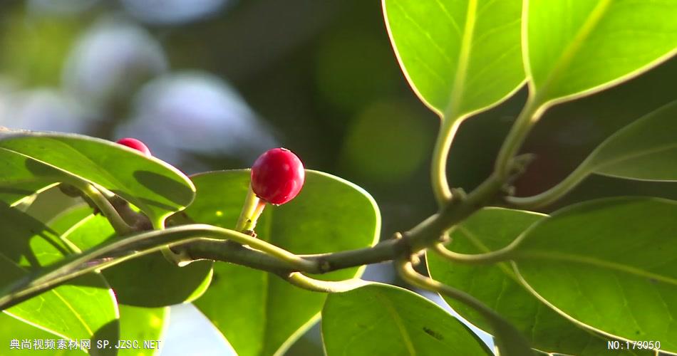 艾慕时光 AM014-22植物与树木视频素材