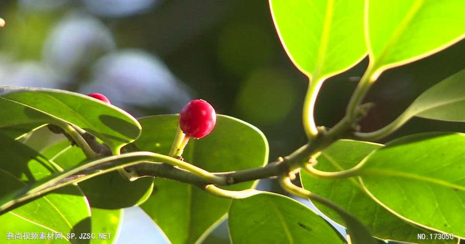 艾慕时光 AM014-22植物与树木视频素材