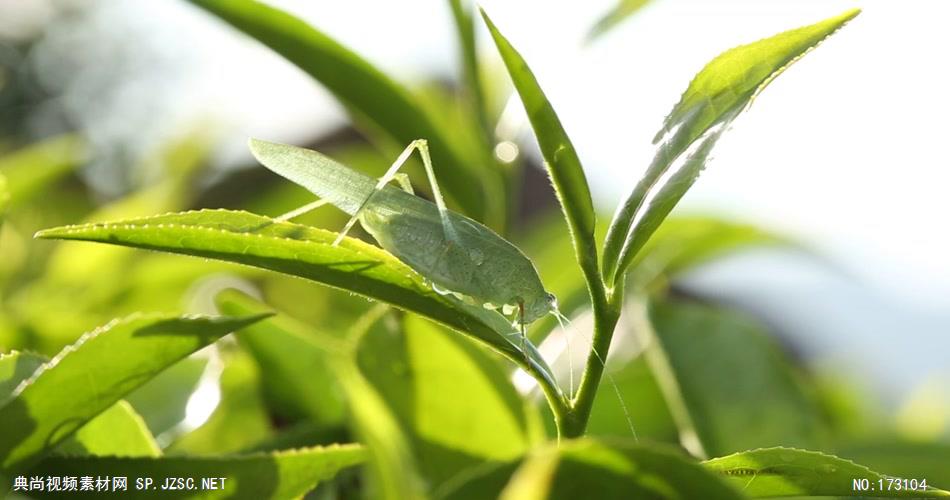 清新树叶艾慕时光 AM014-10 树林植物 视频下载