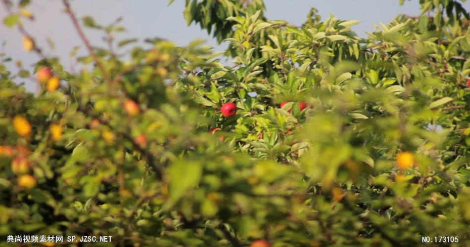 清新树叶艾慕时光 AM014-2 树林植物 视频下载