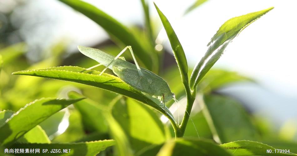 清新树叶艾慕时光 AM014-10 树林植物 视频下载