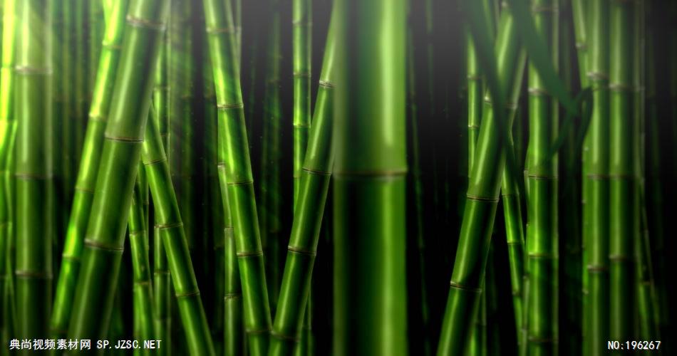 青葱的竹林素材 BambooJungleHD 视频素材下载