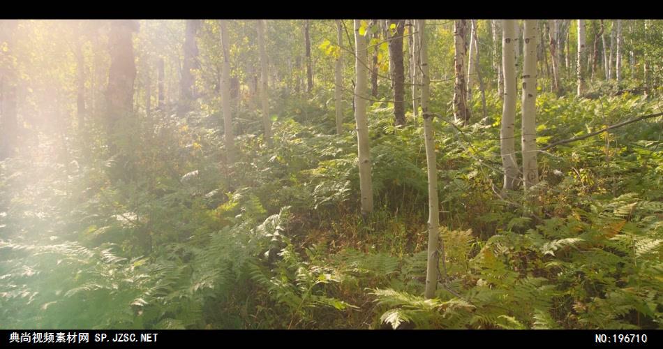 小清新美景系列款Y4804自然美景森林有音乐