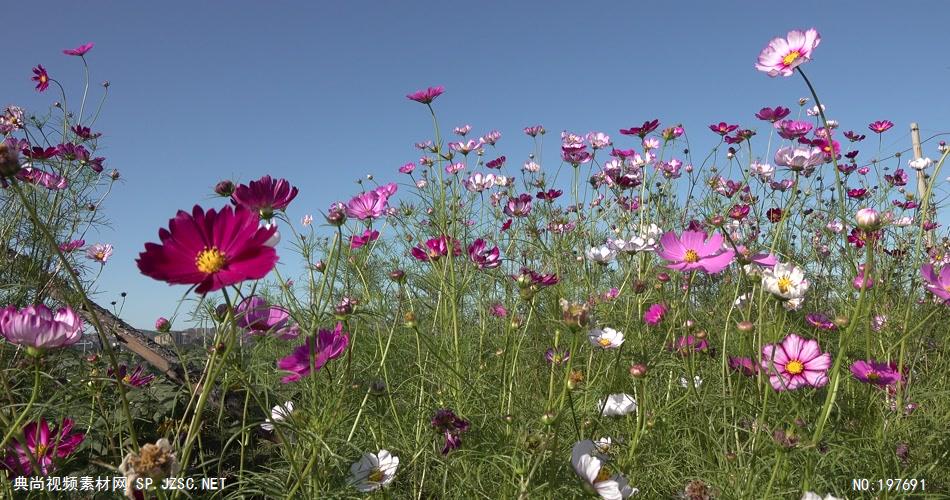 超清格桑花