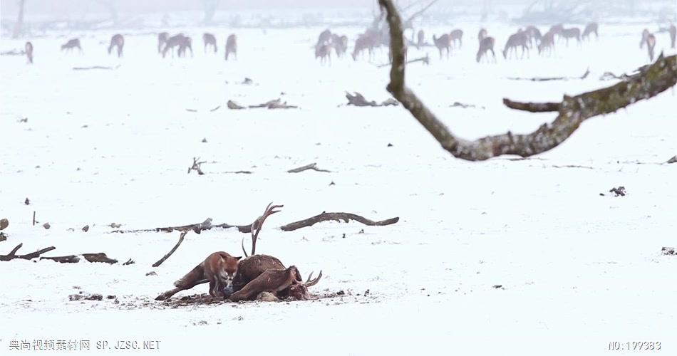 冬天 Winter企业事业单位公司宣传片外国外宣传片