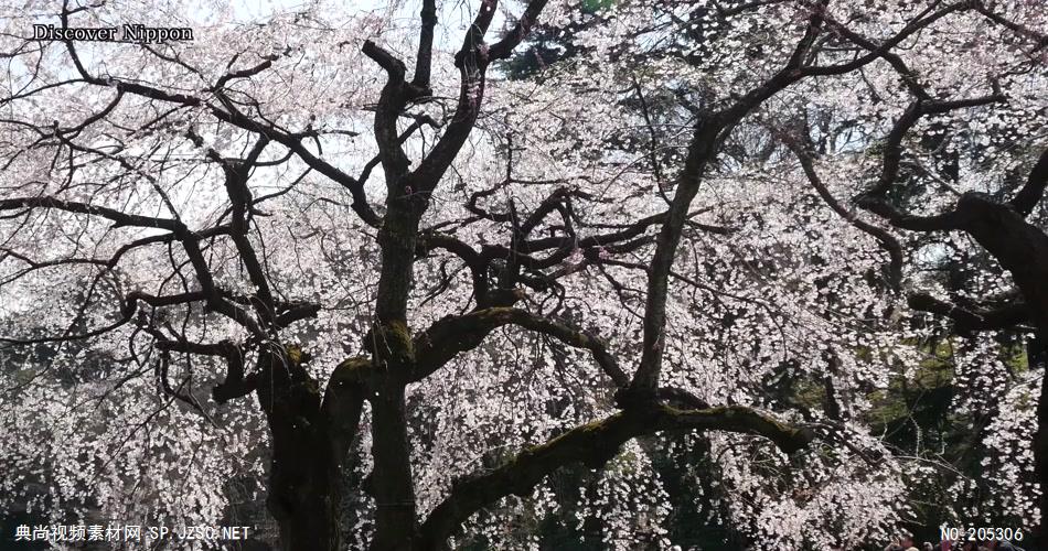 ［4K］ 日本樱花 4K片源 超高清实拍视频素材 自然风景山水花草树木瀑布超清素材