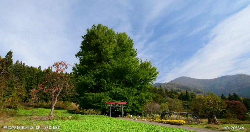 ［4K］ 深秋的黄金树叶 4K片源 超高清实拍视频素材 自然风景山水花草树木瀑布超清素材