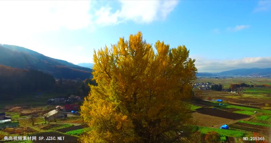 ［4K］ 深秋的黄金树叶 4K片源 超高清实拍视频素材 自然风景山水花草树木瀑布超清素材