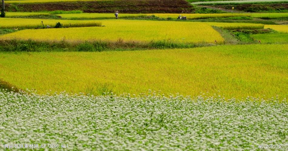 ［4K］ 美丽的花田 4K片源 超高清实拍视频素材 自然风景山水花草树木瀑布超清素材