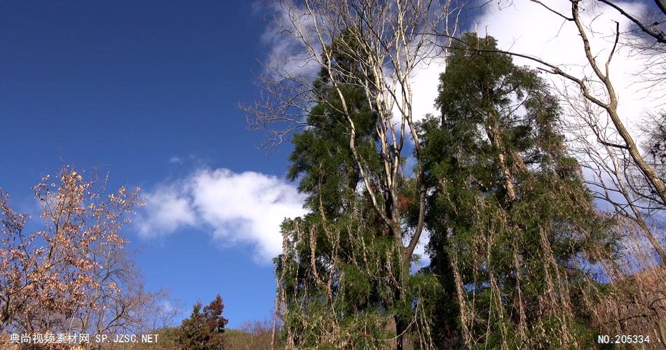 ［4K］ 小草近拍 4K片源 超高清实拍视频素材 自然风景山水花草树木瀑布超清素材