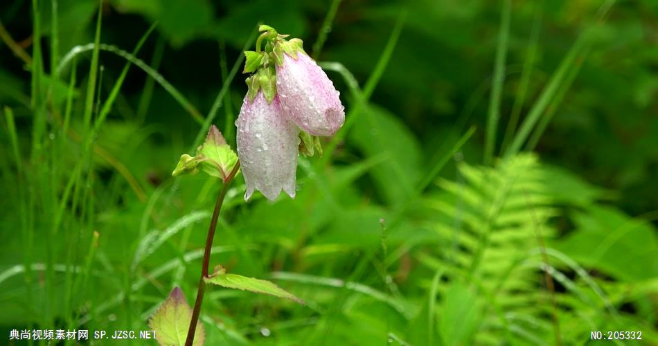 ［4K］ 野花近拍 4K片源 超高清实拍视频素材 自然风景山水花草树木瀑布超清素材