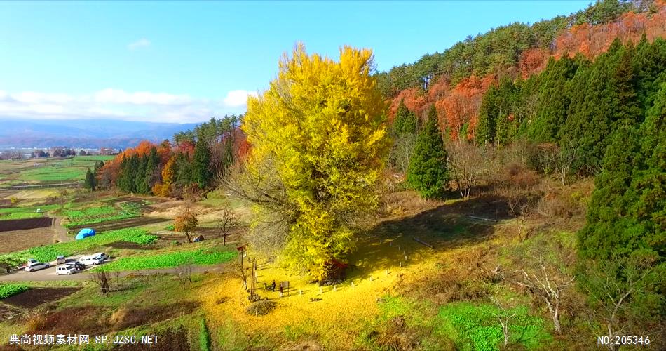 ［4K］ 深秋的黄金树叶 4K片源 超高清实拍视频素材 自然风景山水花草树木瀑布超清素材