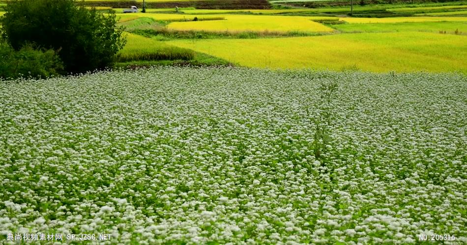 ［4K］ 美丽的花田 4K片源 超高清实拍视频素材 自然风景山水花草树木瀑布超清素材