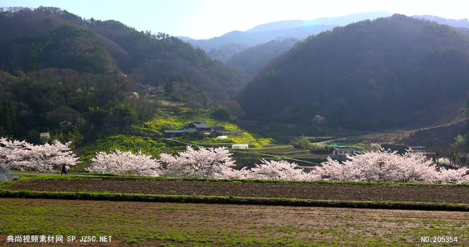 ［4K］ 山间樱花 4K片源 超高清实拍视频素材 自然风景山水花草树木瀑布超清素材