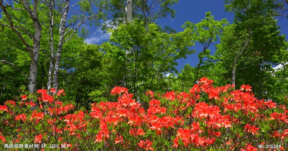 ［4K］ 高原静湖 4K片源 超高清实拍视频素材 自然风景山水花草树木瀑布超清素材