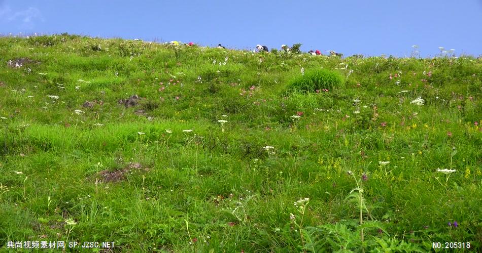 ［4K］ 兰花近拍 4K片源 超高清实拍视频素材 自然风景山水花草树木瀑布超清素材