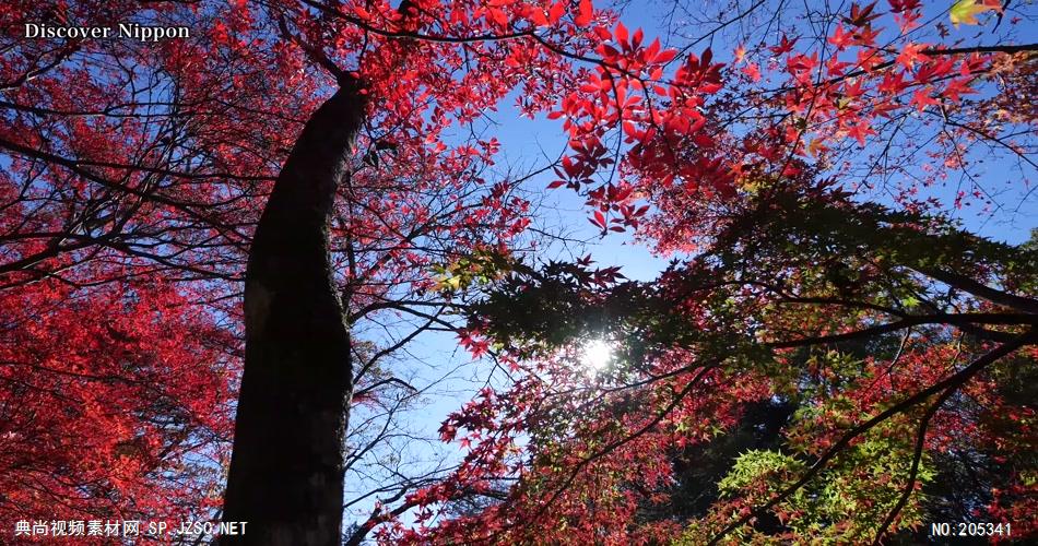 ［4K］ 深秋红叶 4K片源 超高清实拍视频素材 自然风景山水花草树木瀑布超清素材