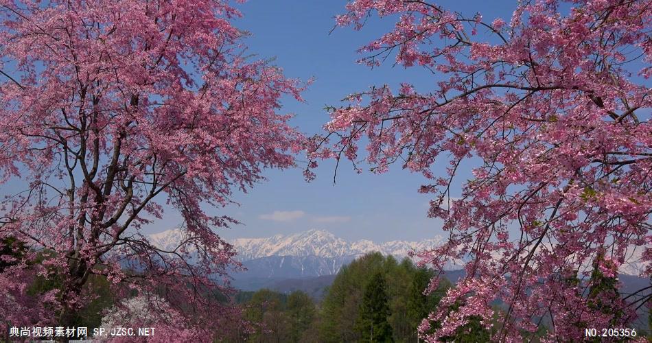 ［4K］ 盛开的樱花 4K片源 超高清实拍视频素材 自然风景山水花草树木瀑布超清素材