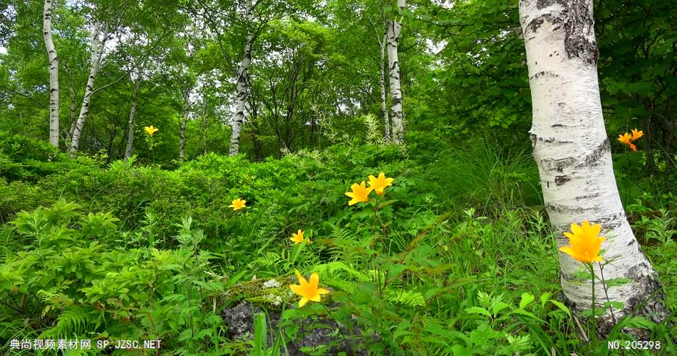 ［4K］ 草地野花 4K片源 超高清实拍视频素材 自然风景山水花草树木瀑布超清素材