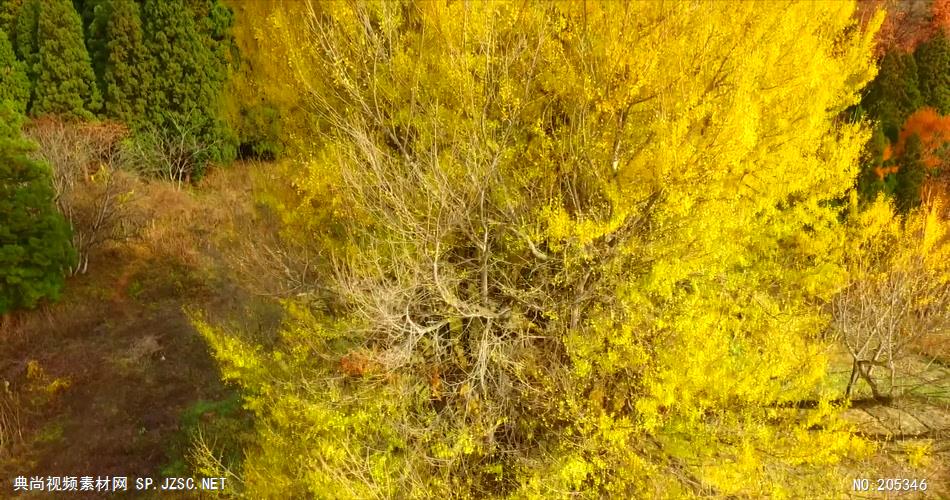 ［4K］ 深秋的黄金树叶 4K片源 超高清实拍视频素材 自然风景山水花草树木瀑布超清素材