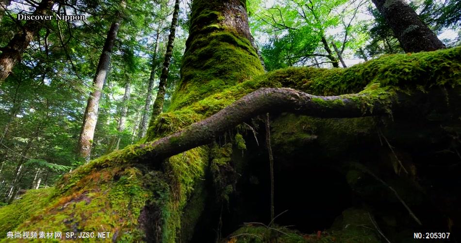 ［4K］ 森林 4K片源 超高清实拍视频素材 自然风景山水花草树木瀑布超清素材