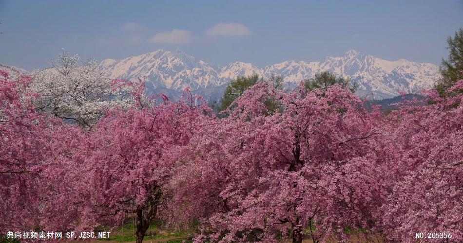 ［4K］ 盛开的樱花 4K片源 超高清实拍视频素材 自然风景山水花草树木瀑布超清素材