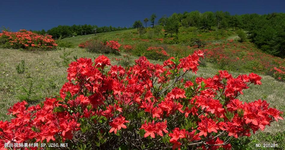 ［4K］ 红花 4K片源 超高清实拍视频素材 自然风景山水花草树木瀑布超清素材