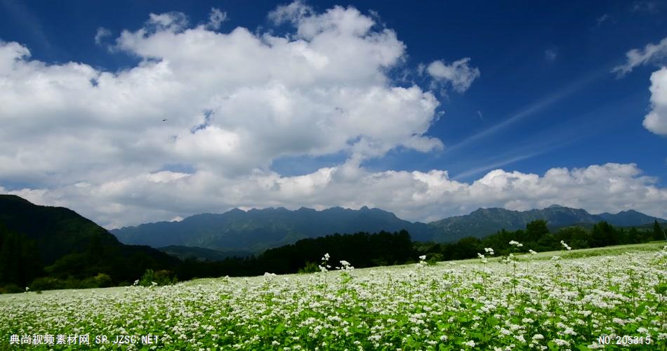 ［4K］ 美丽的花田 4K片源 超高清实拍视频素材 自然风景山水花草树木瀑布超清素材