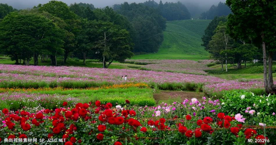 ［4K］ 草地上的小花 4K片源 超高清实拍视频素材 自然风景山水花草树木瀑布超清素材