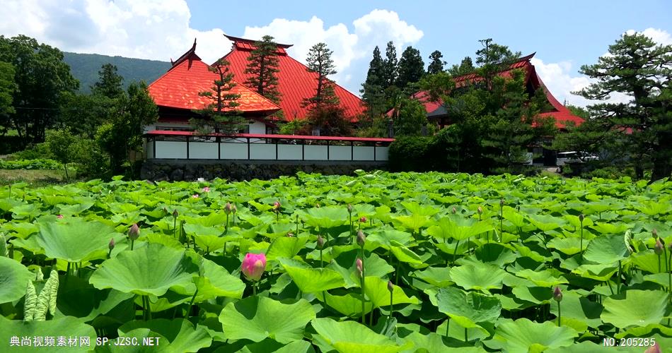 ［4K］ 荷花 4K片源 超高清实拍视频素材 自然风景山水花草树木瀑布超清素材