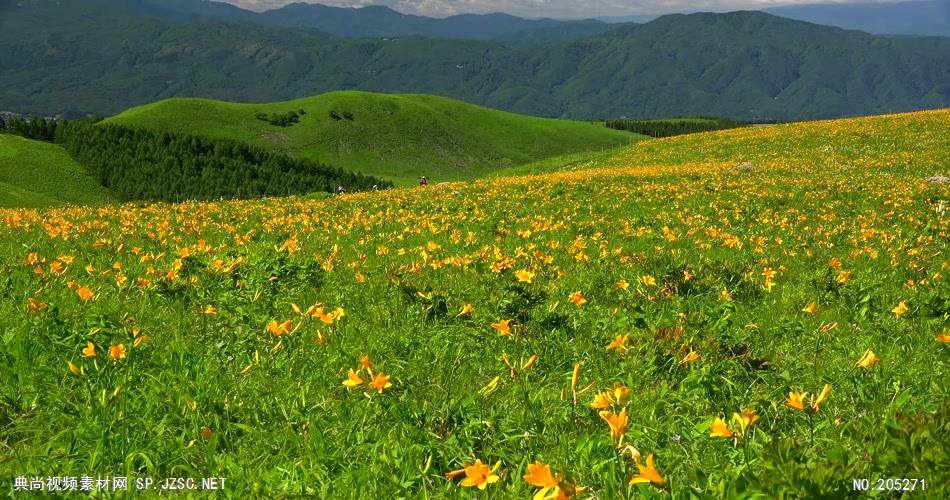 ［4K］ 花田1 4K片源 超高清实拍视频素材 自然风景山水花草树木瀑布超清素材