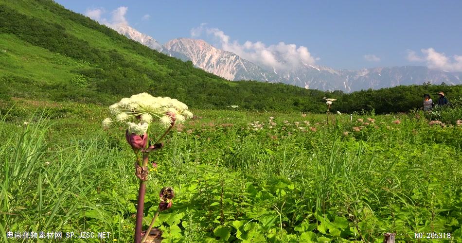 ［4K］ 兰花近拍 4K片源 超高清实拍视频素材 自然风景山水花草树木瀑布超清素材