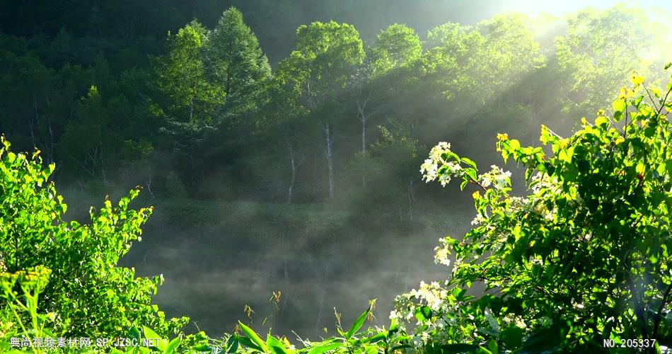 ［4K］ 夏季森林 4K片源 超高清实拍视频素材 自然风景山水花草树木瀑布超清素材