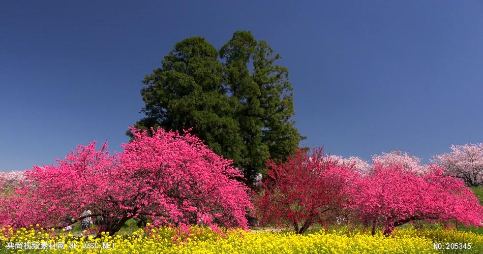 ［4K］ 盛开的花卉 4K片源 超高清实拍视频素材 自然风景山水花草树木瀑布超清素材