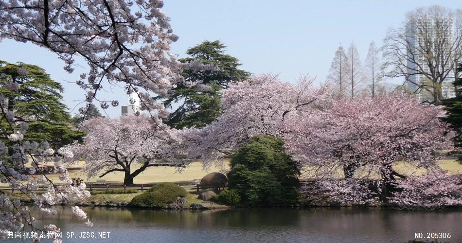 ［4K］ 日本樱花 4K片源 超高清实拍视频素材 自然风景山水花草树木瀑布超清素材